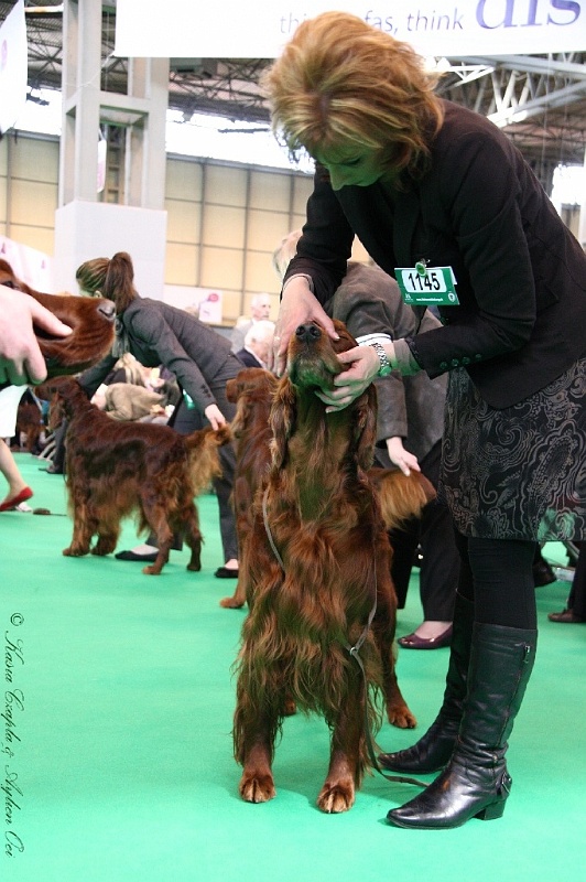 Crufts2011 563.jpg - ASCII